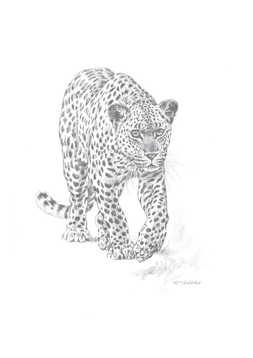 Big five - Leopard