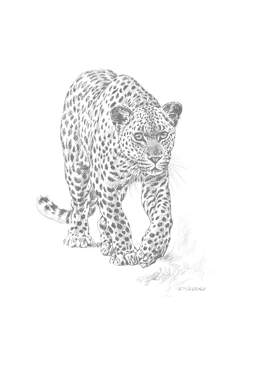 Big five - Leopard